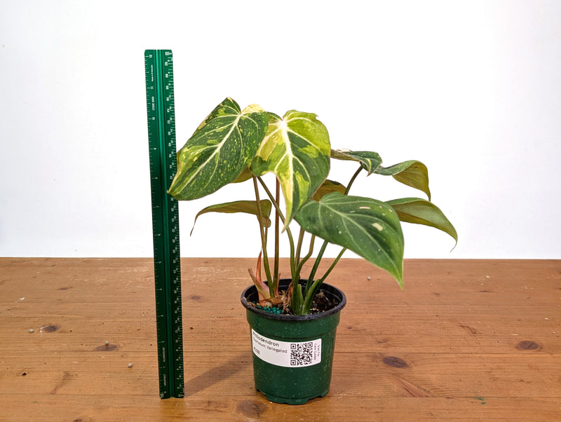 Philodendron Gloriosum Variegated 4" EXACT Plant #28B