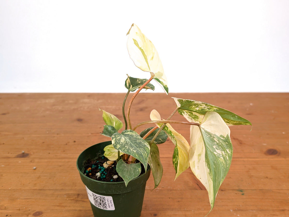 Philodendron Gloriosum Variegated (High Color) 4" EXACT Plant #28C