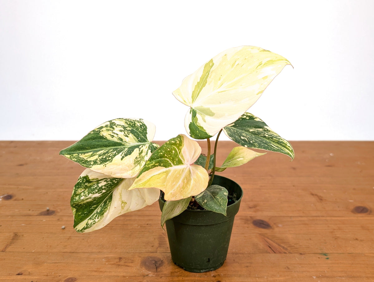 Philodendron Gloriosum Variegated (High Color) 4" EXACT Plant #28C
