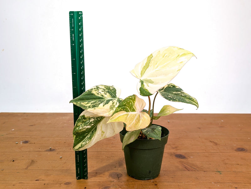 Philodendron Gloriosum Variegated (High Color) 4" EXACT Plant #28C