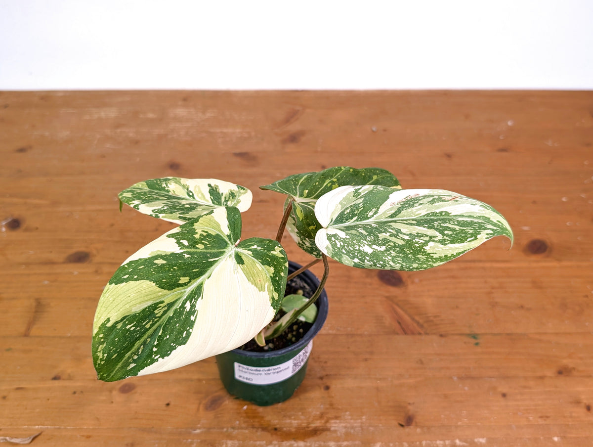 Philodendron Gloriosum Variegated (High Color) 4" EXACT Plant #28D