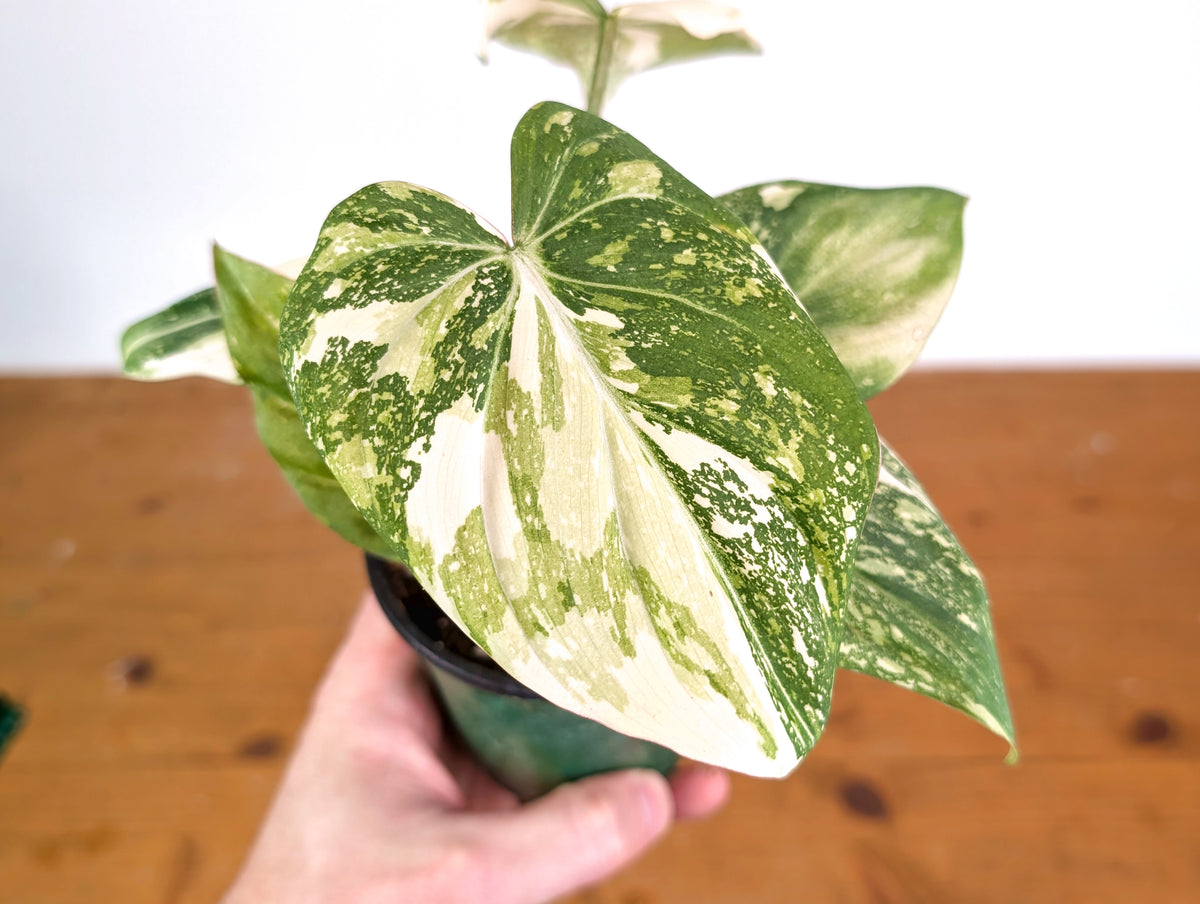 Philodendron Gloriosum Variegated (High Color) 4" EXACT Plant #28E