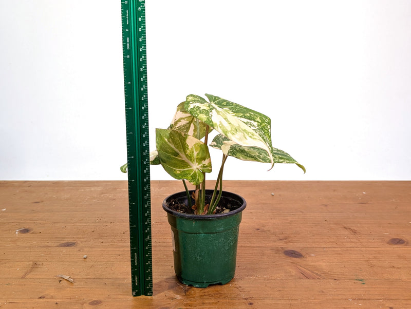 Philodendron Gloriosum Variegated (High Color) 4" EXACT Plant #28E