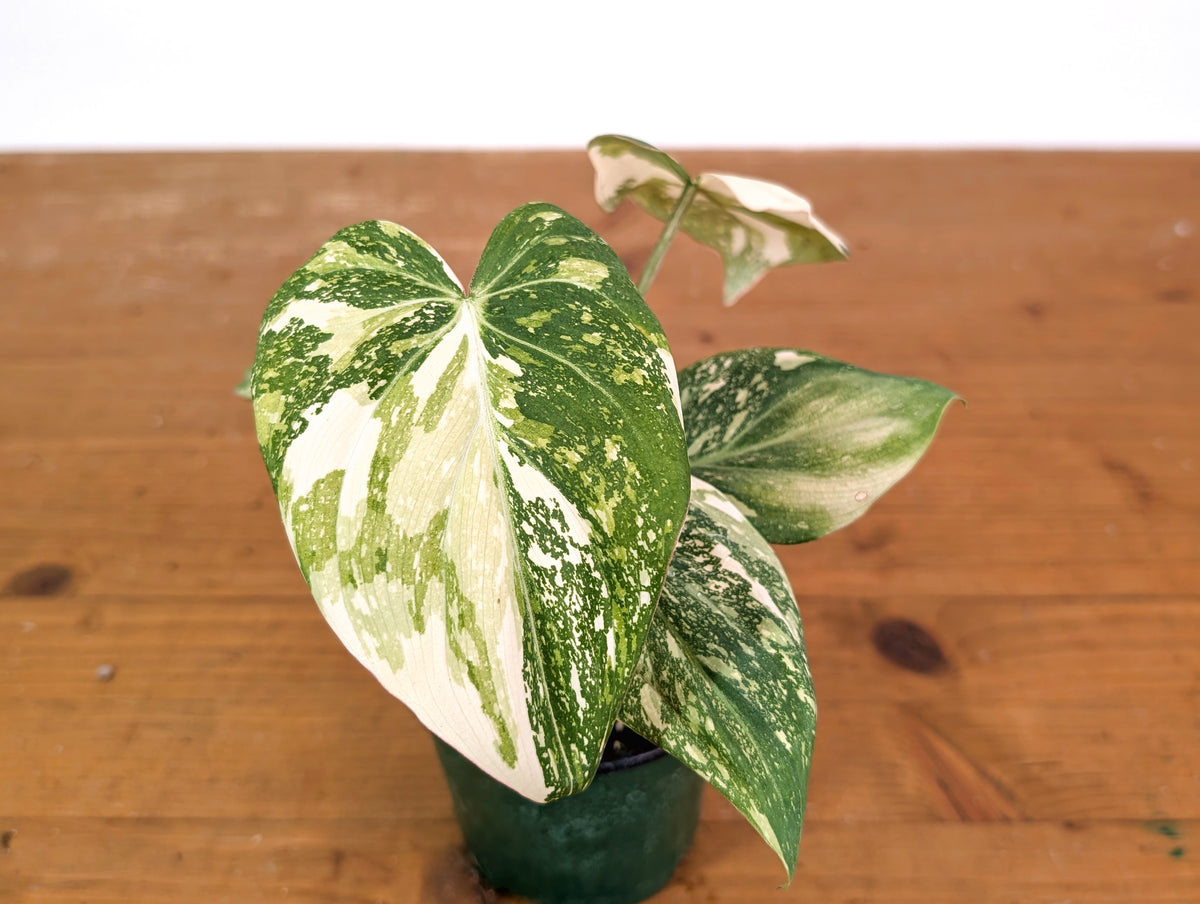Philodendron Gloriosum Variegated (High Color) 4" EXACT Plant #28E