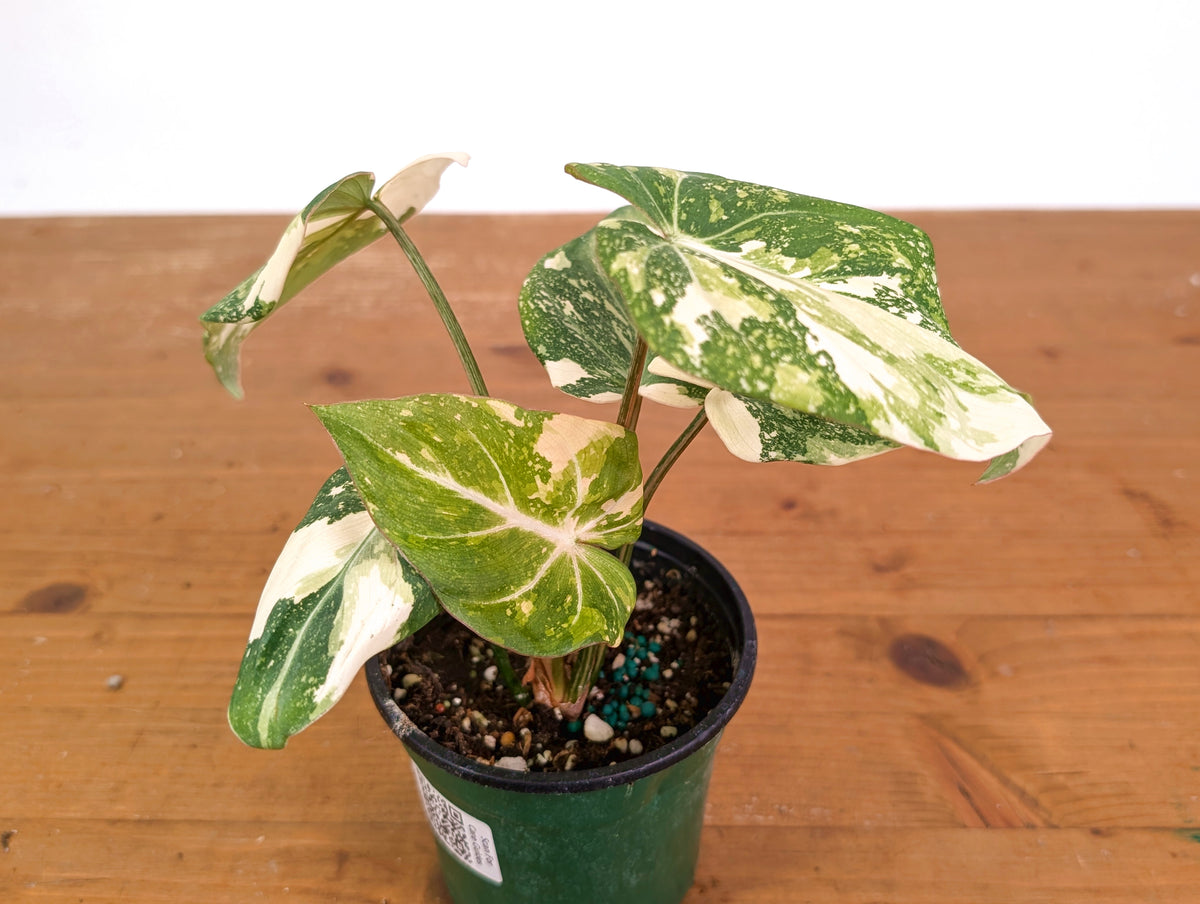 Philodendron Gloriosum Variegated (High Color) 4" EXACT Plant #28E