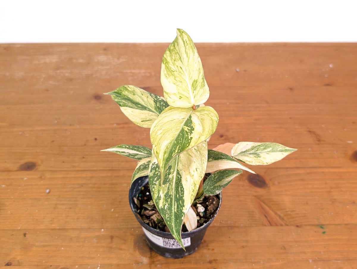 Philodendron Gloriosum Variegated (Super High Color) 4" EXACT Plant #28G