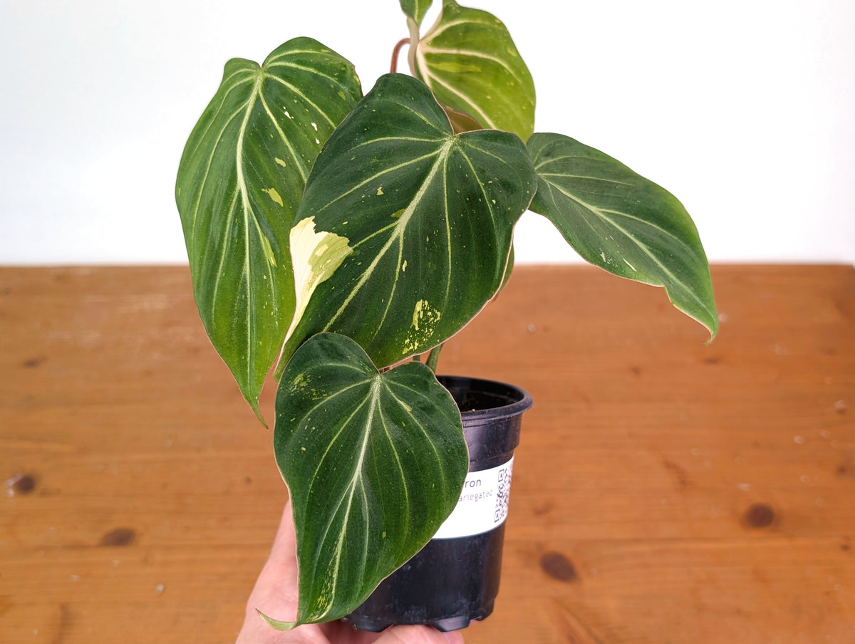 Philodendron Gloriosum Variegated 4" EXACT Plant #28H