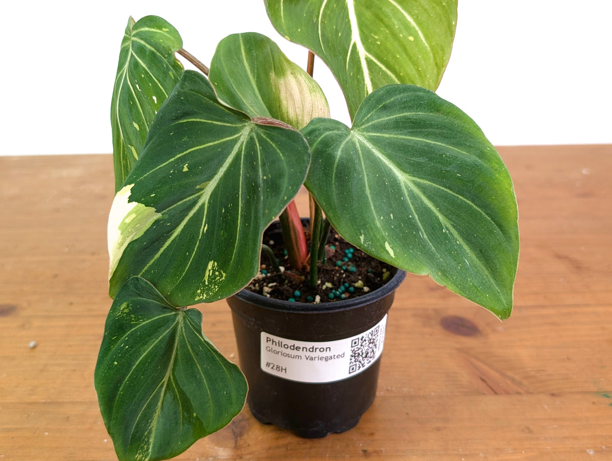 Philodendron Gloriosum Variegated 4" EXACT Plant #28H