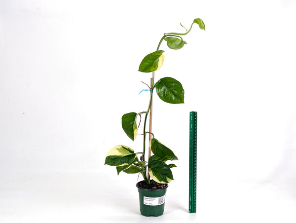 Epipremnum Aureum Manjula 'Poosin' Pothos - Exact Plants