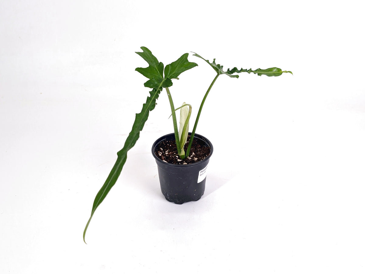 Philodendron Belle Isle
