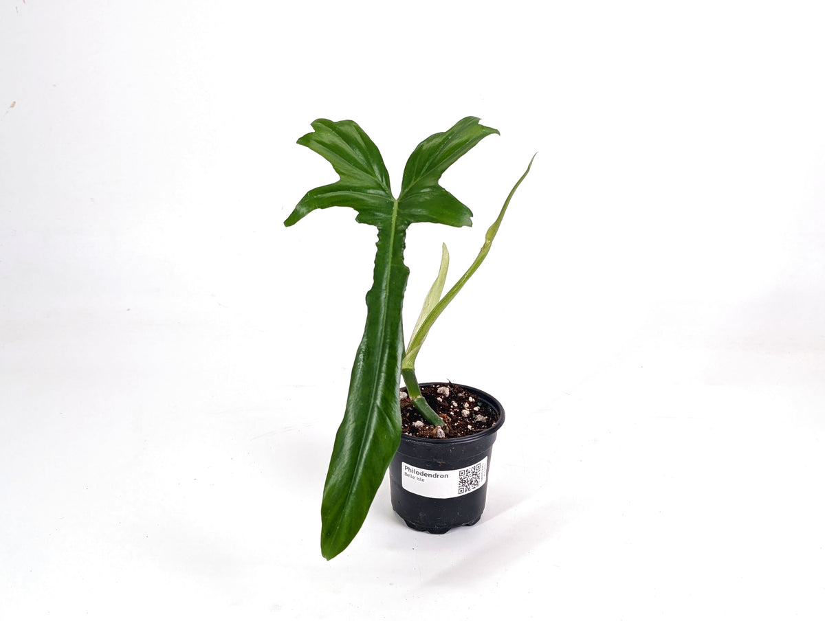 Philodendron Belle Isle