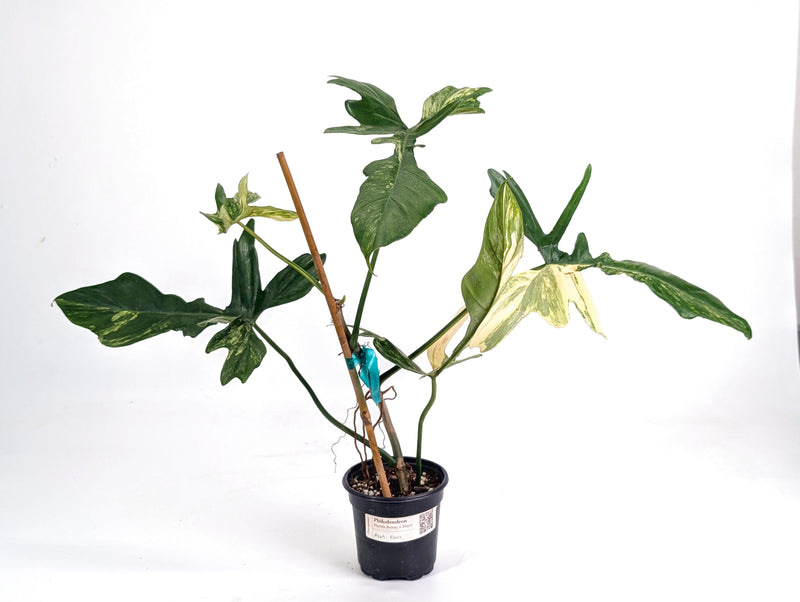 Philodendron Florida Beauty x Mayoi Variegated - Exact Plant #24A in 4" Pot