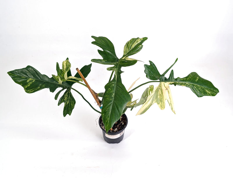 Philodendron Florida Beauty x Mayoi Variegated - Exact Plant #24A in 4" Pot