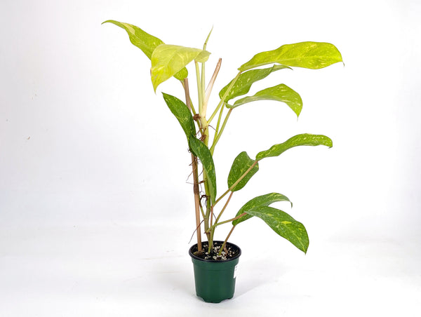 Philodendron Golden Goddess Variegated
