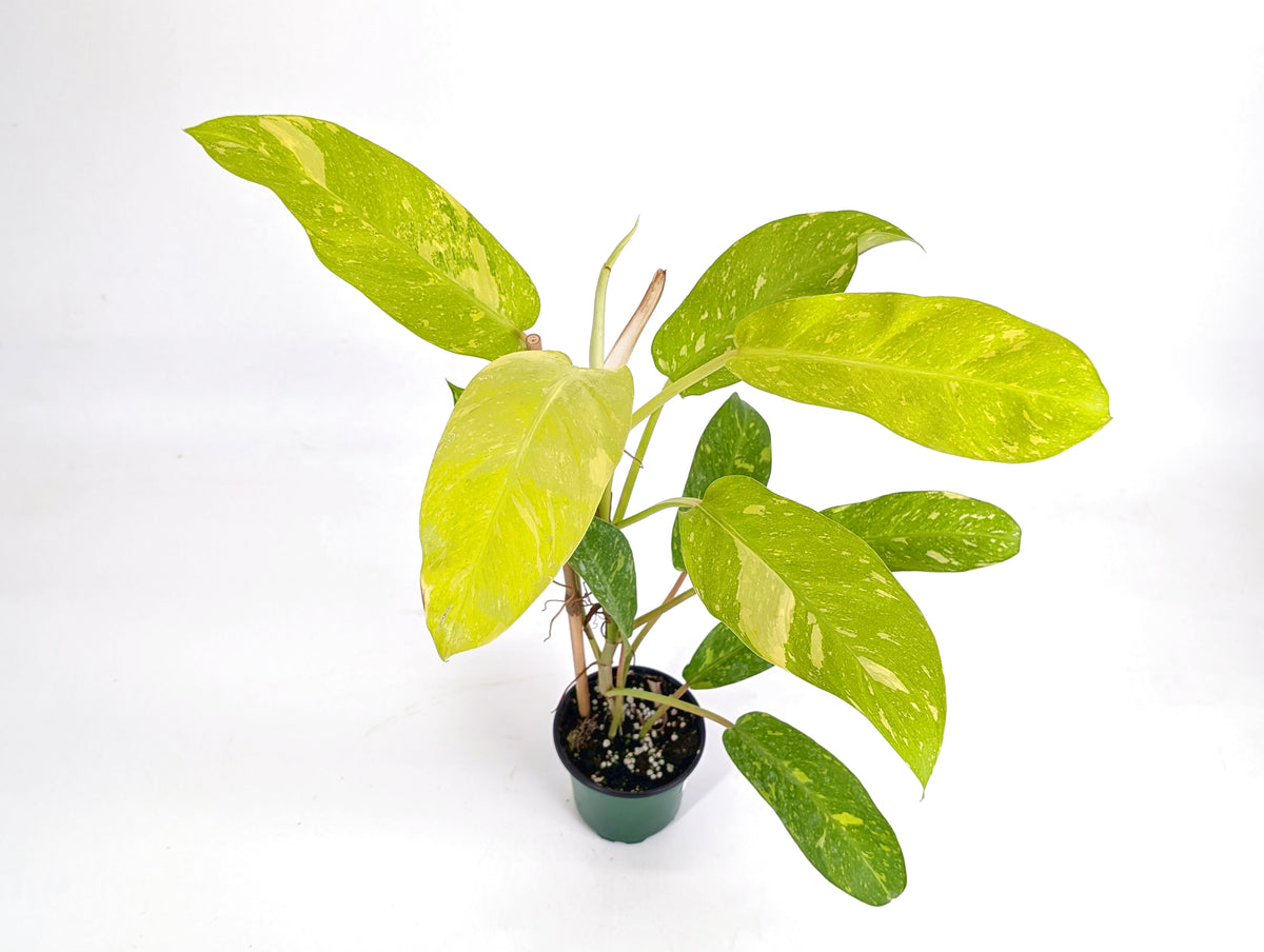 Philodendron Golden Goddess Variegated