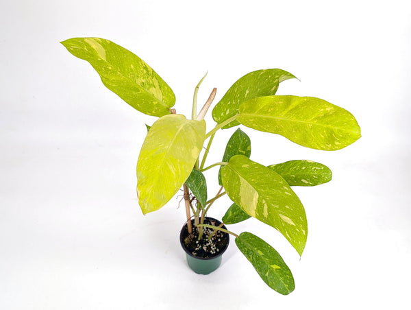 Philodendron Golden Goddess Variegated