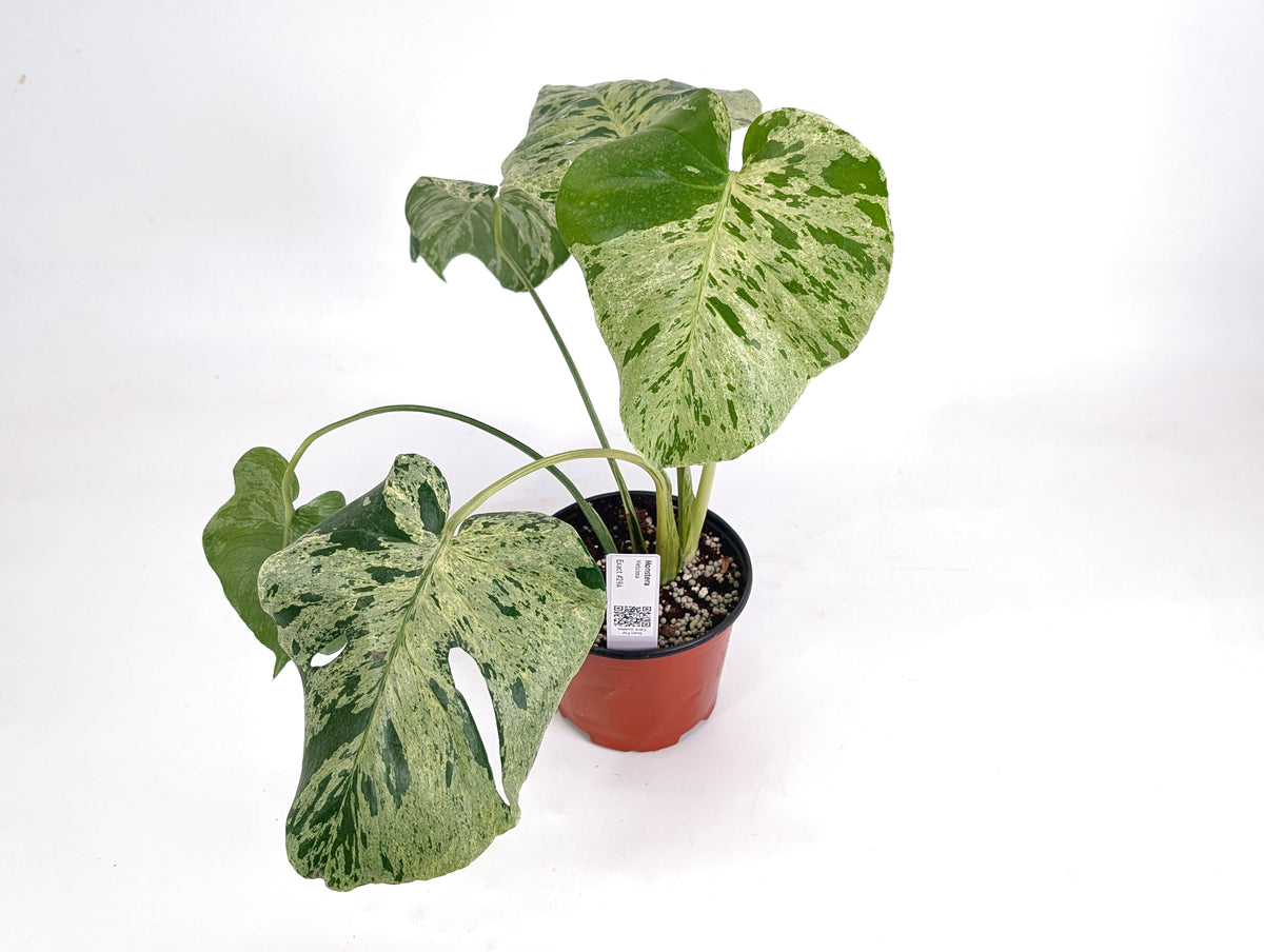 Monstera Vietciosa 6" Exact Plant #29A