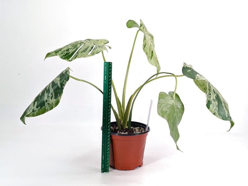 Monstera Vietciosa 6" Exact Plant #29A