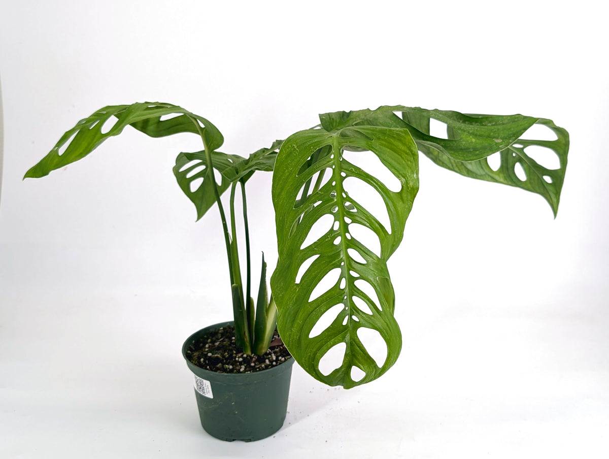 Monstera Esqueleto (epipremnoides)