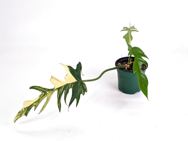 Philodendron Florida Beauty Variegated x Tortum Exact Plant in 4" - #20B