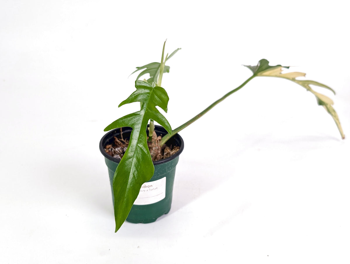 Philodendron Florida Beauty Variegated x Tortum Exact Plant in 4" - #20B