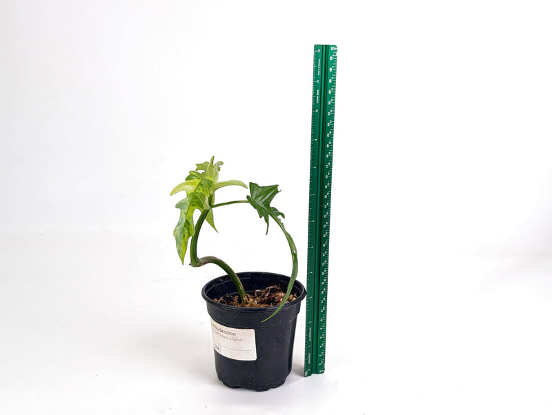 Philodendron Florida Beauty Variegated x Tortum Exact Plant in 4" - #20A