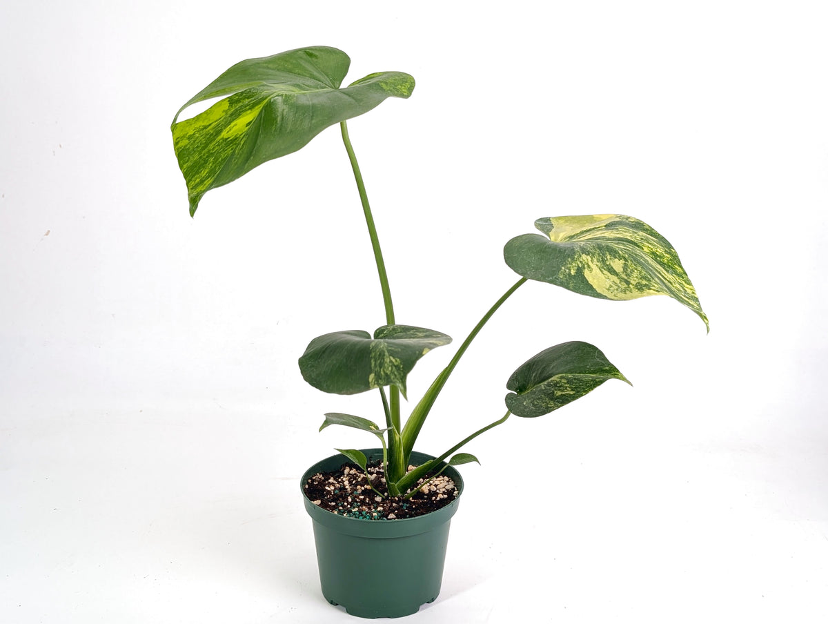 Monstera deliciosa Yellow Marilyn Aurea