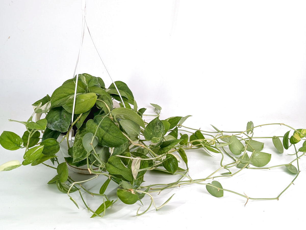 Scindapsus Pictus Jade Satin Variegated 8" Basket