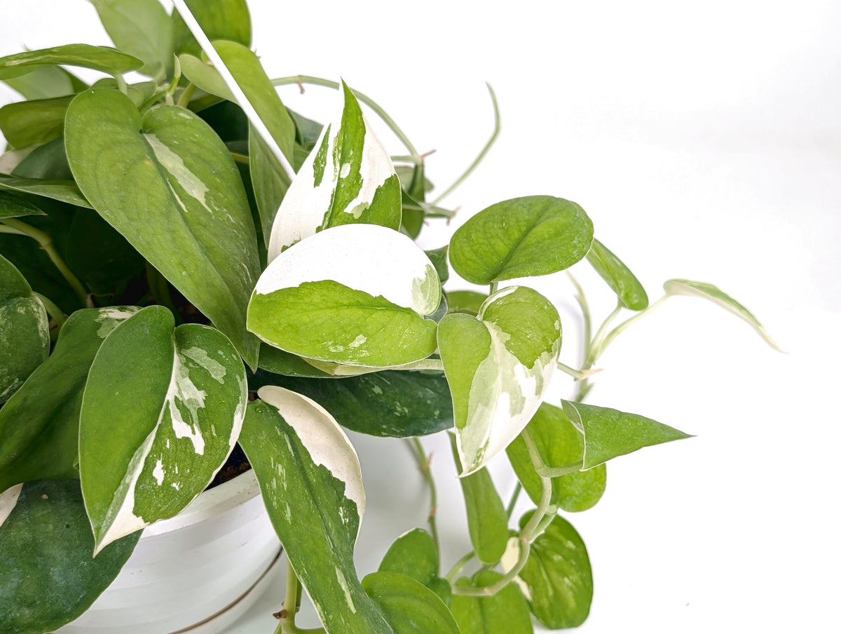 Scindapsus Pictus Jade Satin Variegated 8" Basket