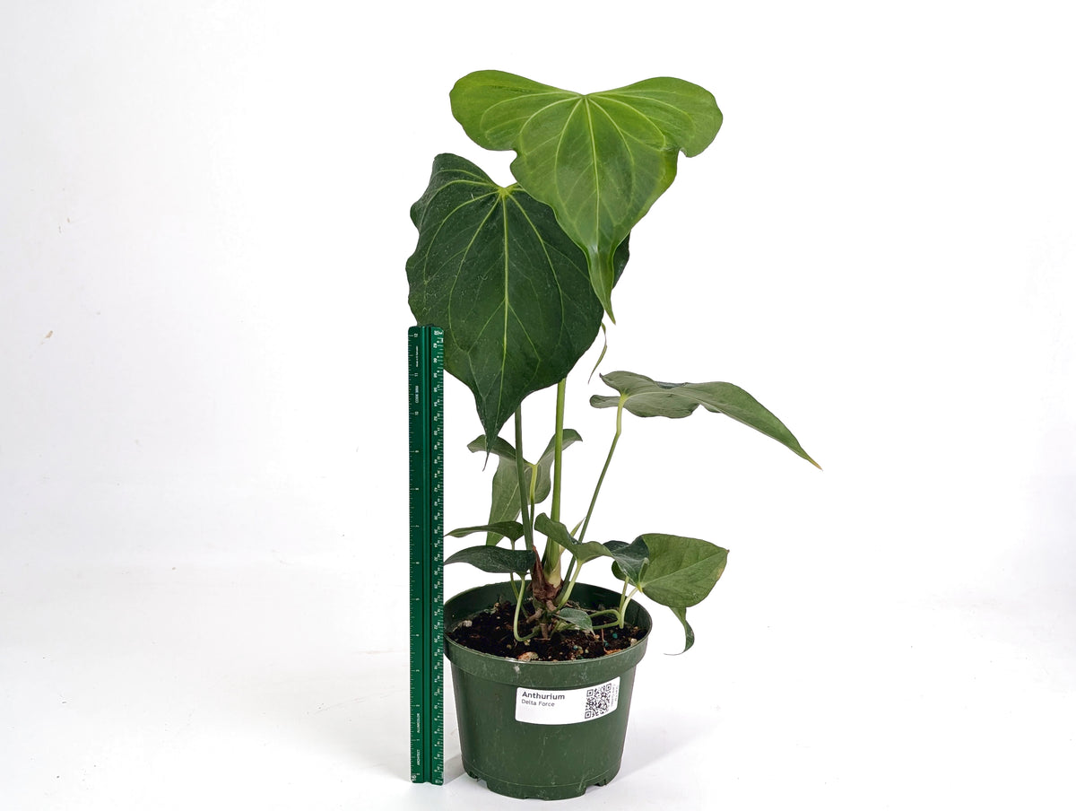 Anthurium Delta Force