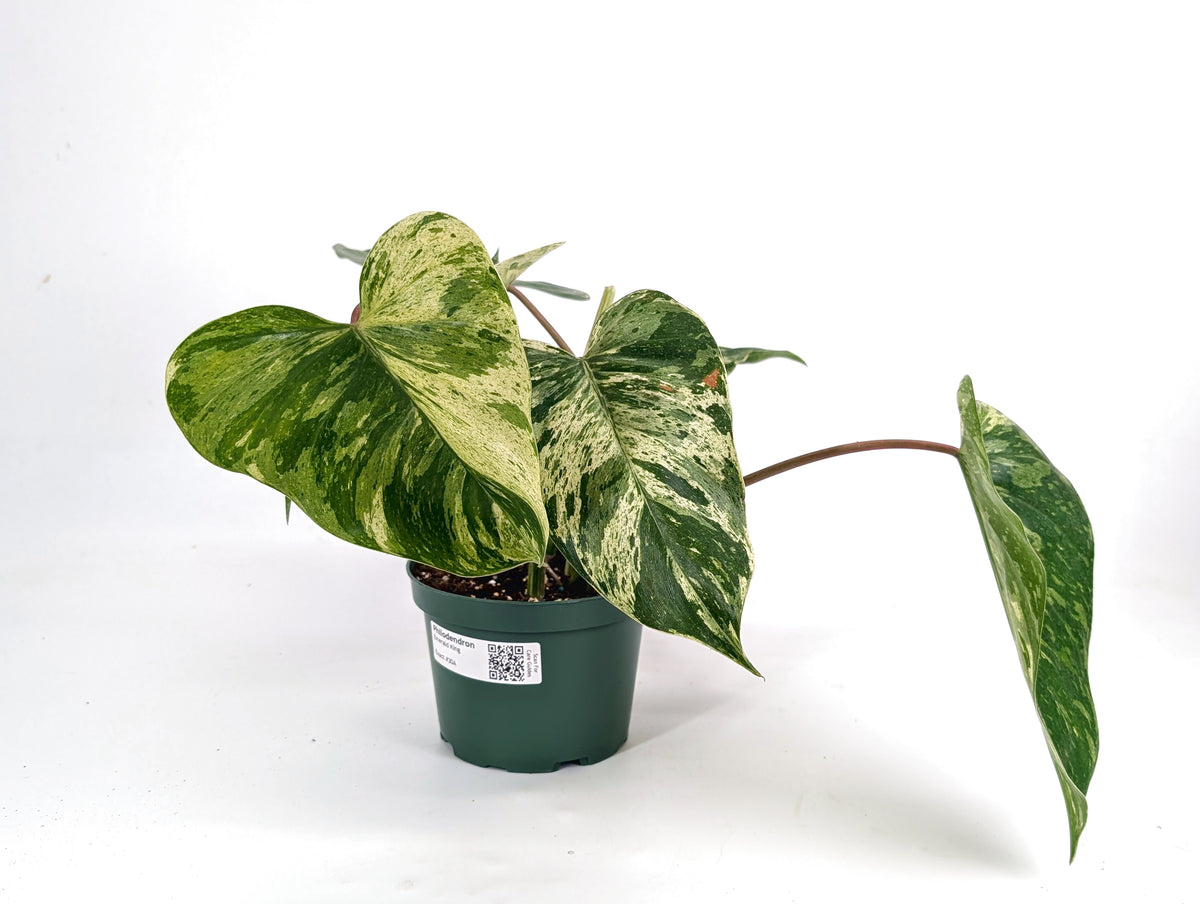 Philodendron Emerald King - Exact 6" Plant #30A