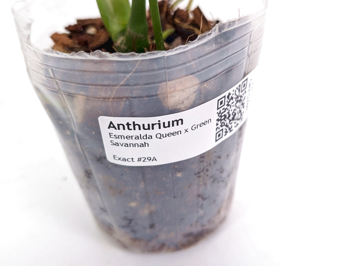 Anthurium Esmeralda Queen x Green Savannah - Exact 4" Plant #29A