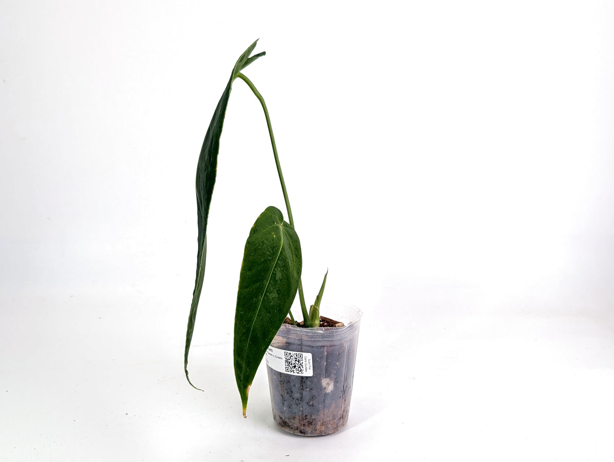Anthurium Esmeralda Queen x Green Savannah - Exact 4" Plant #29A
