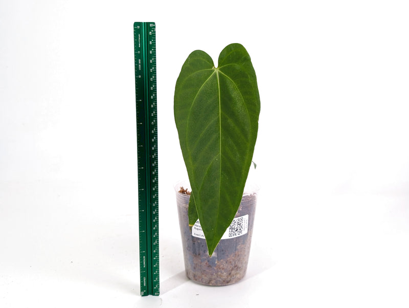 Anthurium Warocqueanum x Rugulosum Crinitum (Exact Plants)