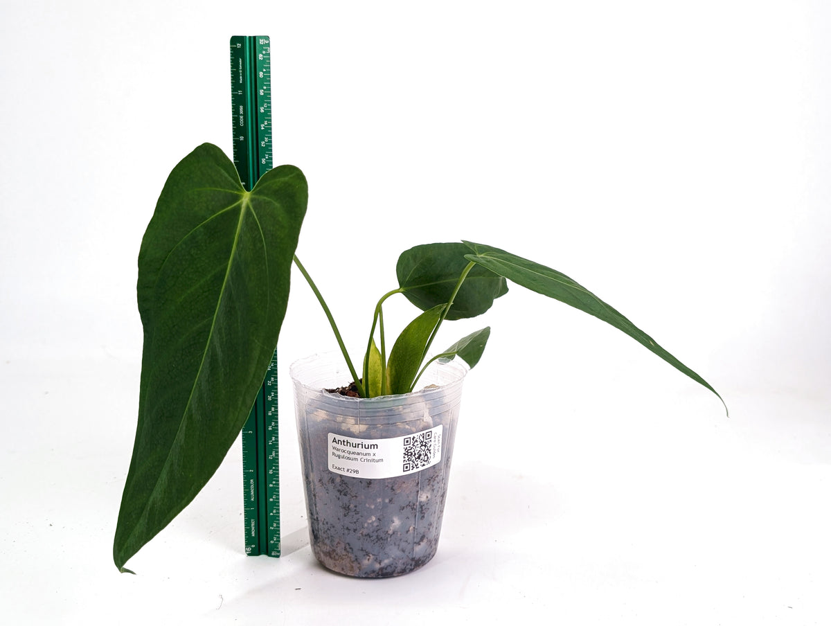 Anthurium Warocqueanum x Rugulosum Crinitum (Exact Plants)