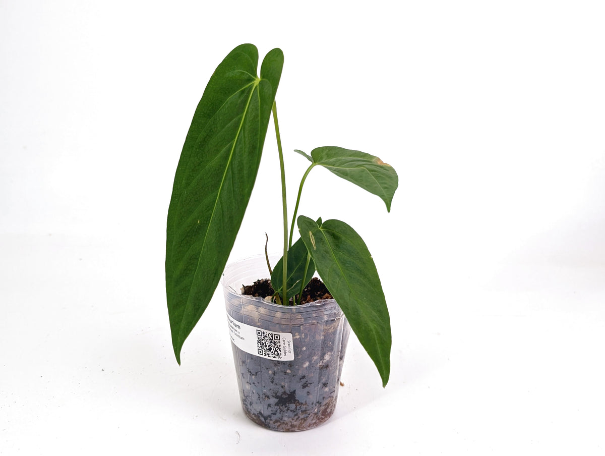 Anthurium Warocqueanum x Rugulosum Crinitum (Exact Plants)
