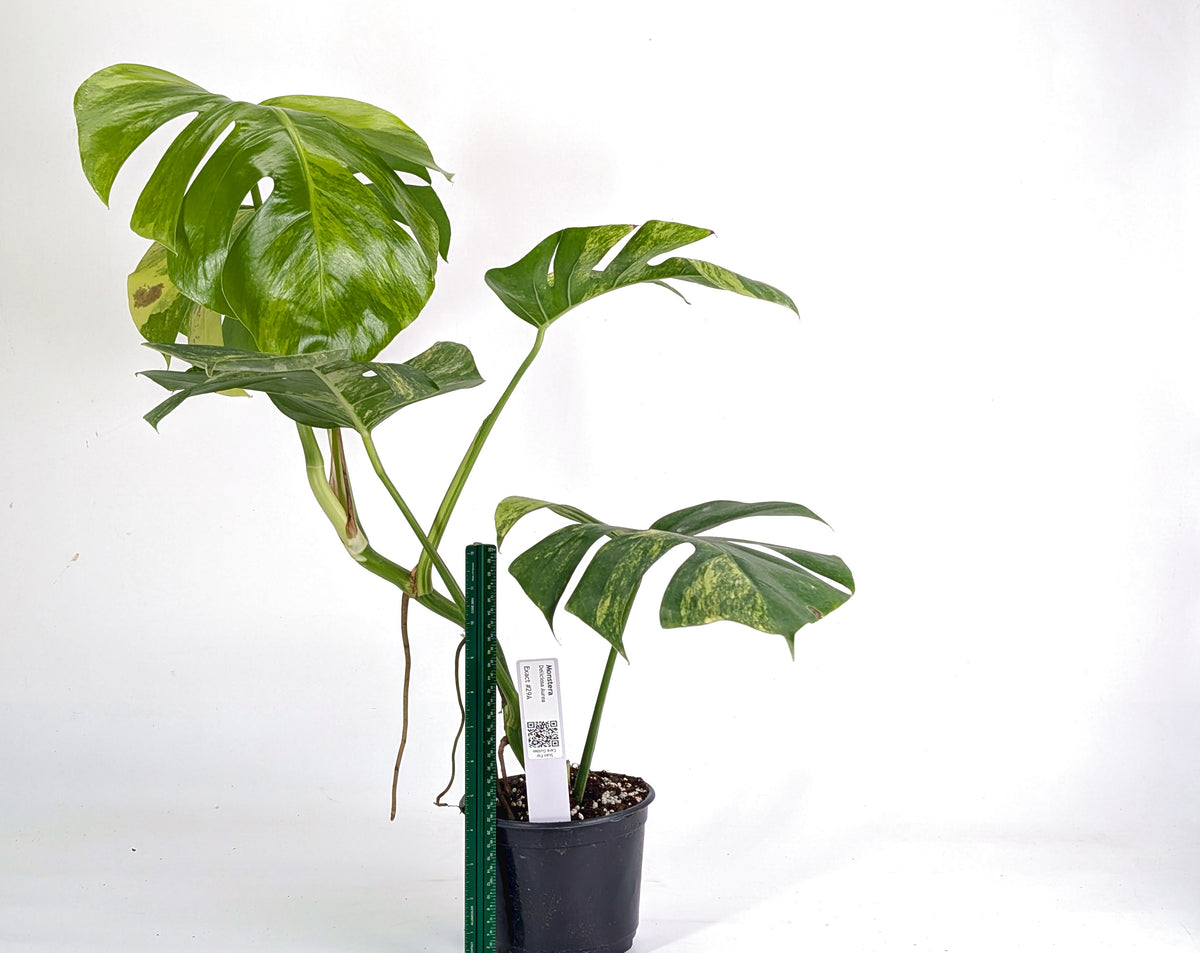 Monstera Aurea Tricolor - Approx 2ft Tall - Mature Exact Plant #29A - 6" Pot
