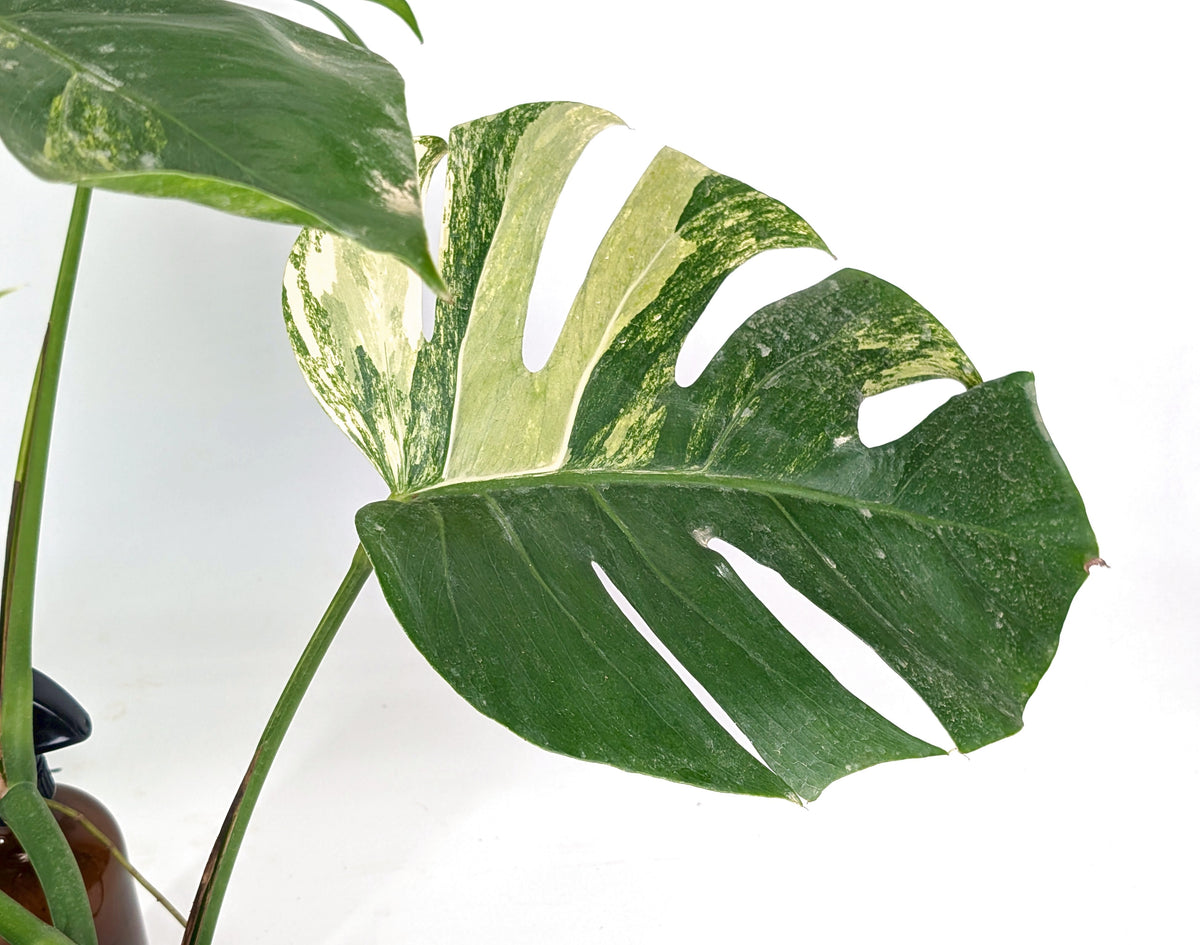 Monstera Aurea Tricolor - Approx 2ft Tall - Mature Exact Plant #29B - 6" Pot