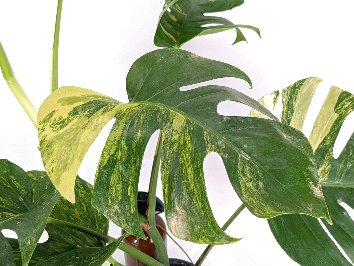 Monstera Aurea Tricolor - Approx 2ft Tall - Mature Exact Plant #29B - 6" Pot