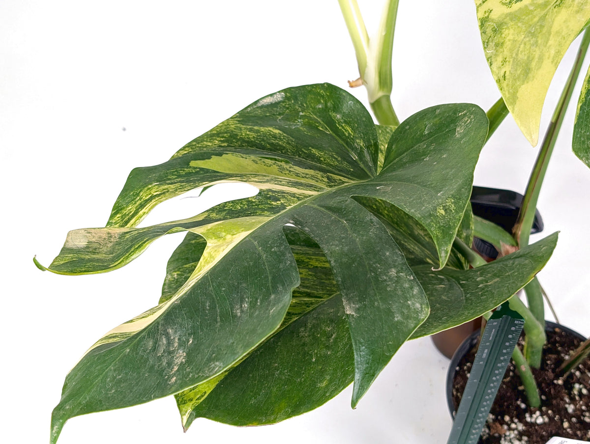 Monstera Aurea Tricolor - Approx 2ft Tall - Mature Exact Plant #29B - 6" Pot