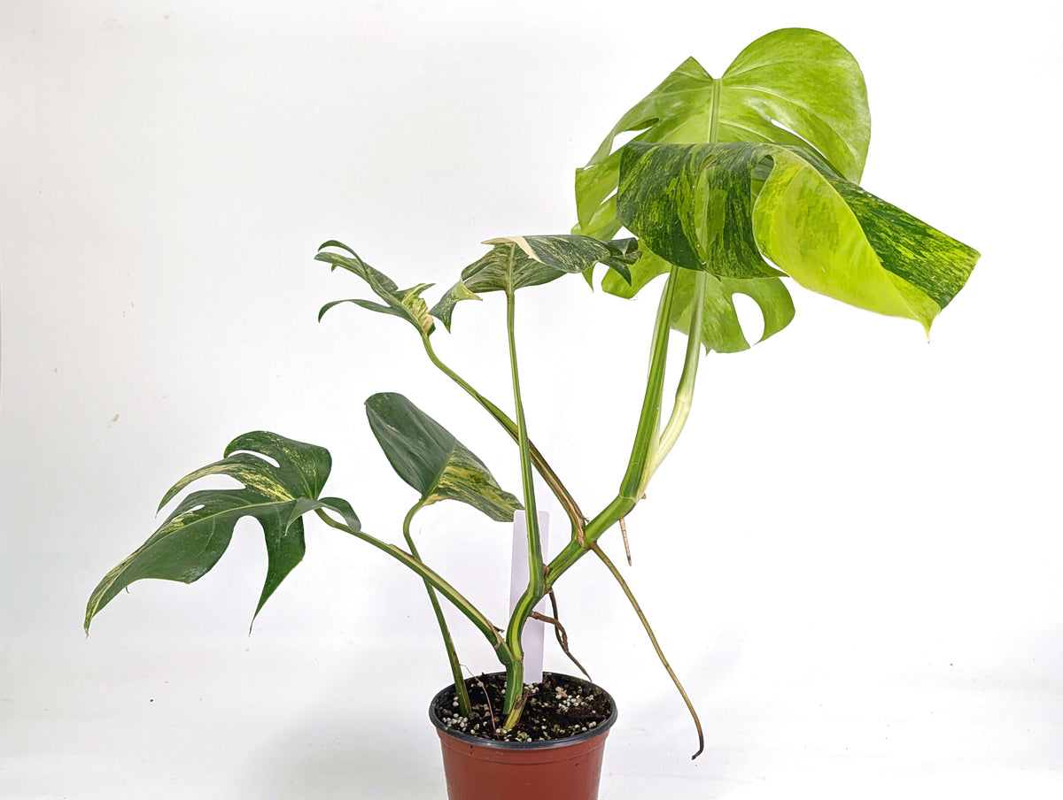 Monstera Aurea Tricolor - Approx 2ft Tall - Mature Exact Plant #29C - 6" Pot