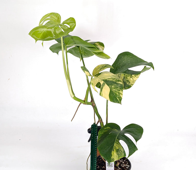 Monstera Aurea Tricolor - Approx 2ft Tall - Mature Exact Plant #29D - 6" Pot