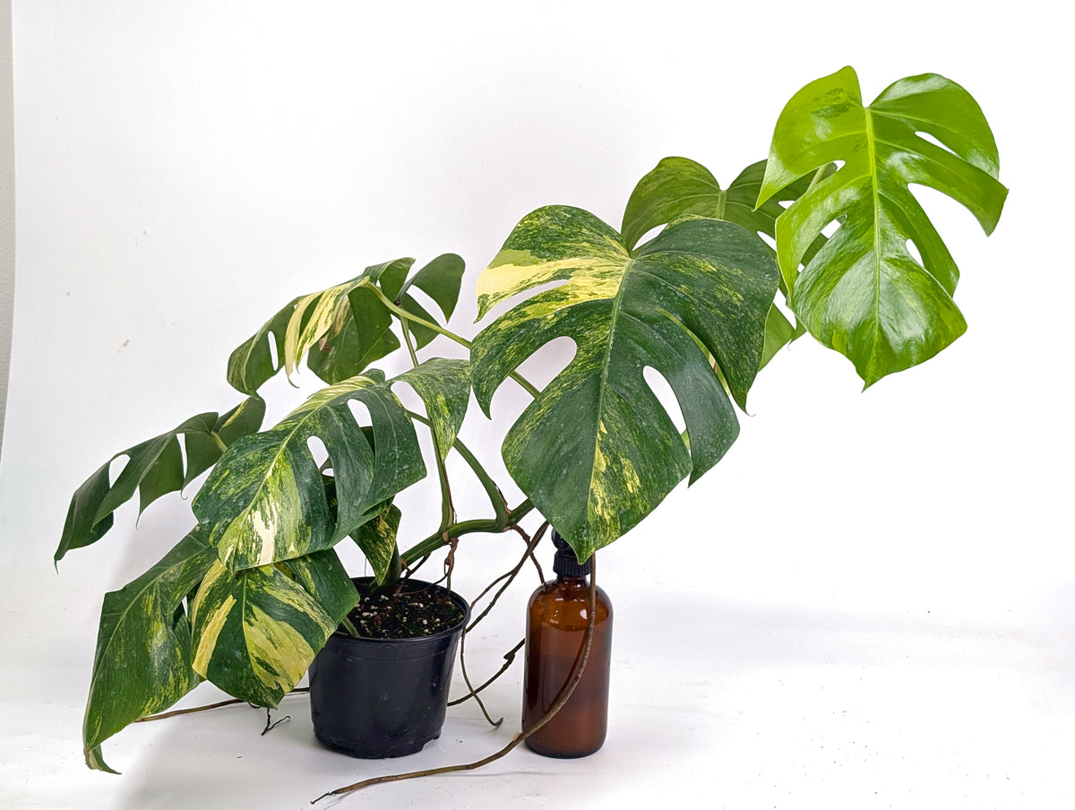 Monstera Aurea Tricolor - Approx 2ft Tall - Mature Exact Plant #29E - 6" Pot