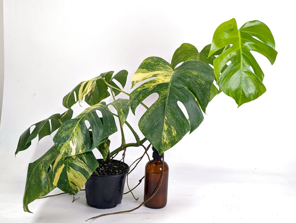 Monstera Aurea Tricolor - Approx 2ft Tall - Mature Exact Plant #29E - 6" Pot