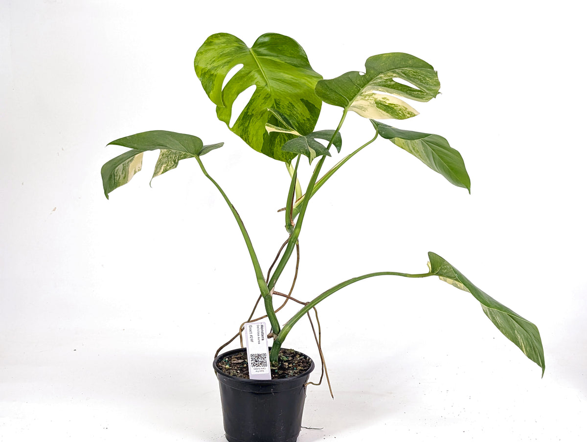 Monstera Aurea Tricolor - Approx 2ft Tall - Mature Exact Plant #29F - 6" Pot