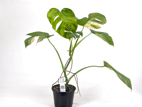 Monstera Aurea Tricolor - Approx 2ft Tall - Mature Exact Plant #29F - 6" Pot