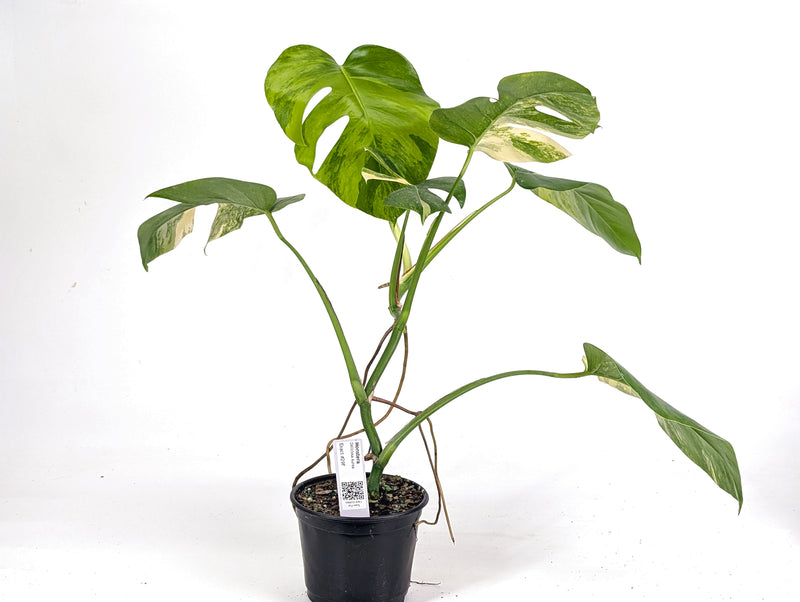 Monstera Aurea Tricolor - Approx 2ft Tall - Mature Exact Plant #29F - 6" Pot