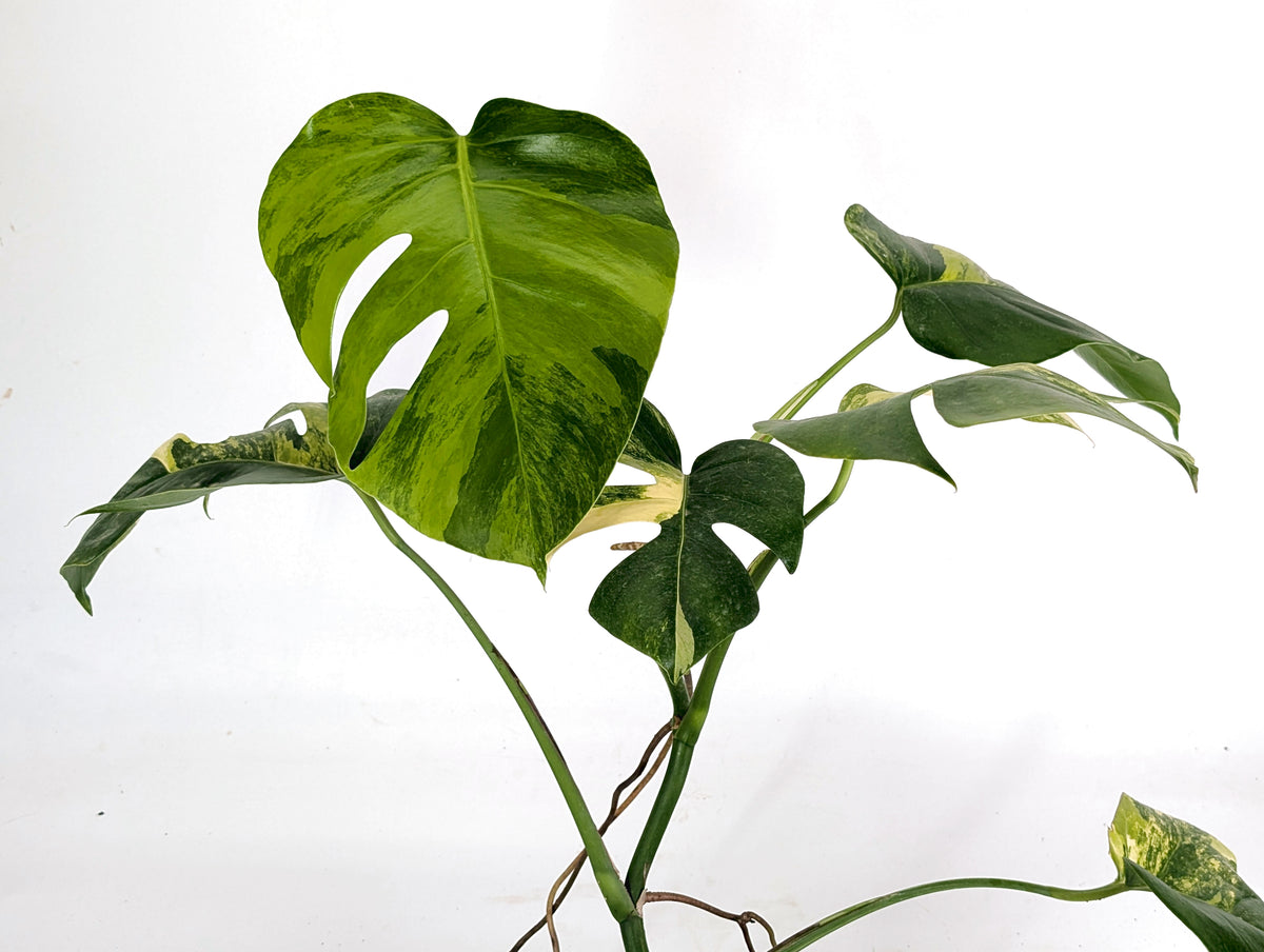 Monstera Aurea Tricolor - Approx 2ft Tall - Mature Exact Plant #29F - 6" Pot