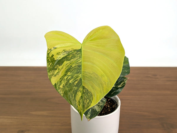 Philodendron Florida Beauty × Fuzzy Petiole Variegated - Exact Plant #31A - One of a Kind