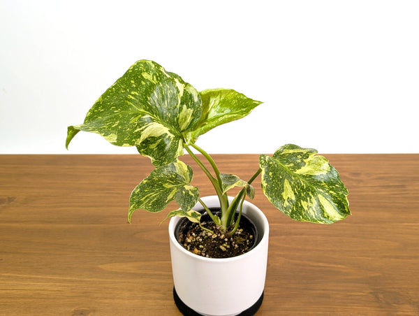 Monstera Electrolyte 'Golden Lion Tricolor' - 4" Exact Plant #31A